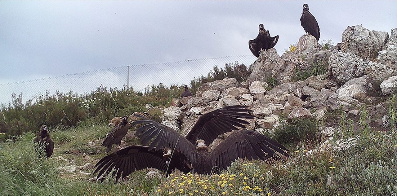 “Onde estiver o Corpo, aí se reunirão os abutres.”